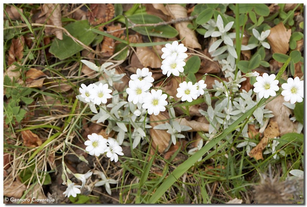 Cerastium tomentosum / Peverina tomentosa
